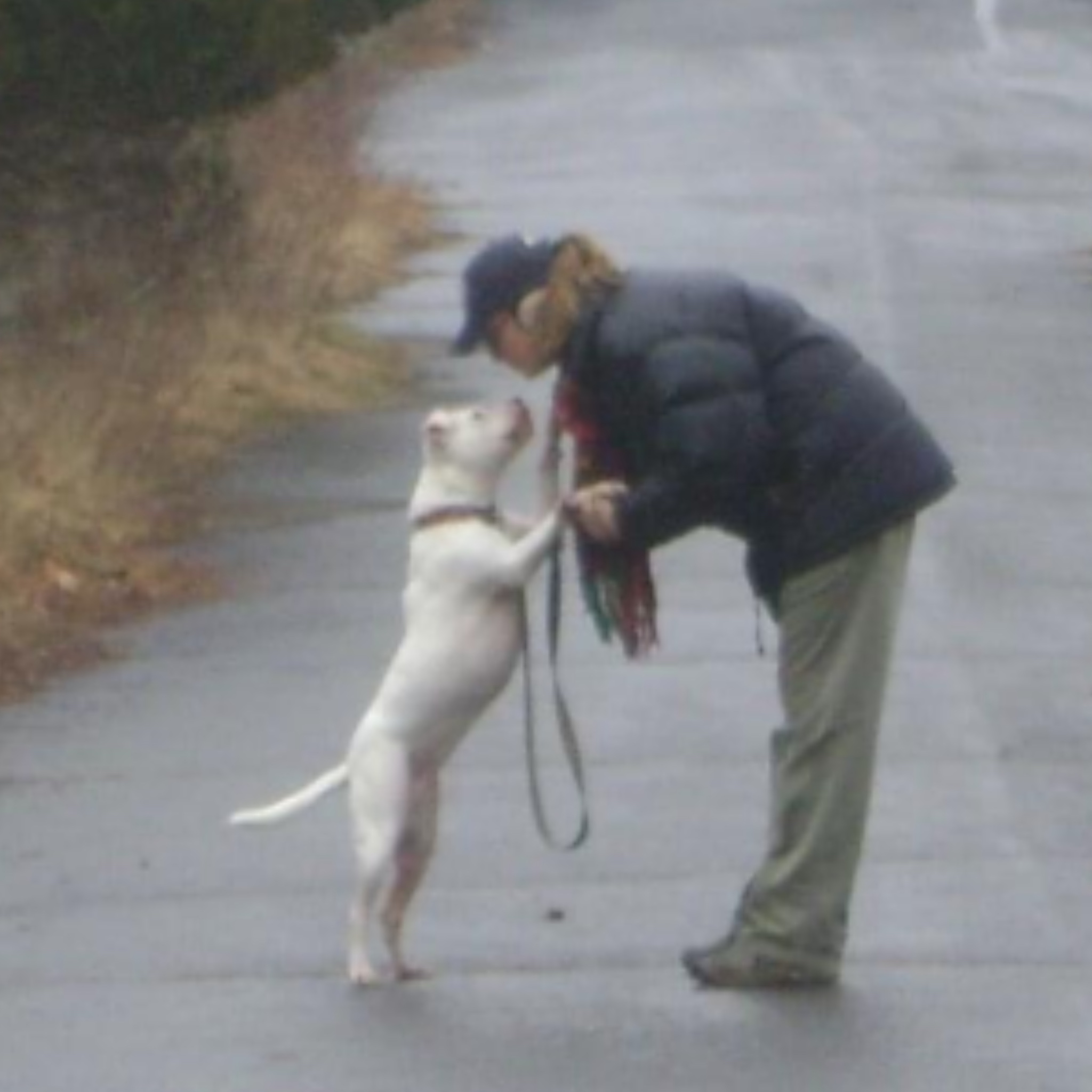 Karen E. Winkler, co-founder and board treasurer of PAVFA, stands with her white pit bull in the middle of a paved road.