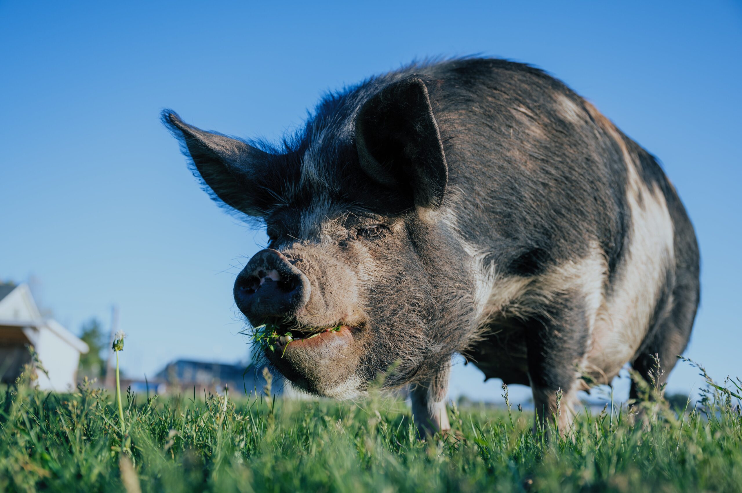 A large black and white pig on a farm in a grassy area.